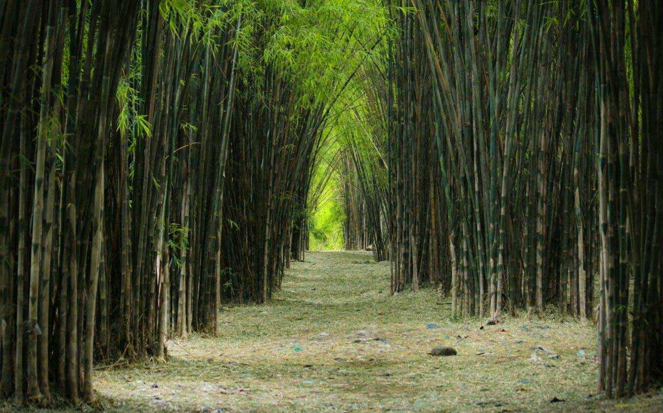 Hutan Bambu Surabaya