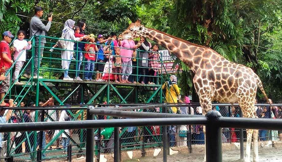 Kebun Binatang Surabaya terbaru